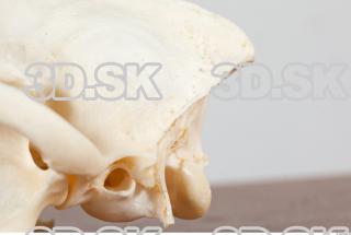 Skull photo reference 0045